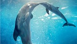 Priča o delfinu 2