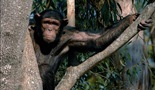 Čarls i Džesika Priča o šimpanzama