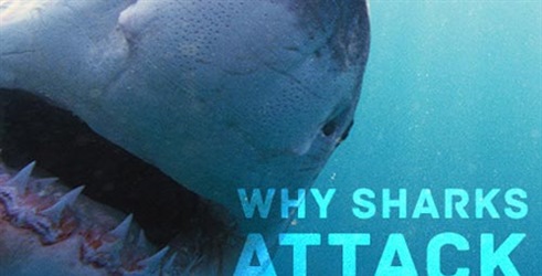 Zašto morski psi napadaju