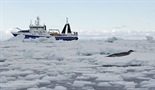 Ekspedicija na Antartik