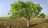 Afričko drveće života
