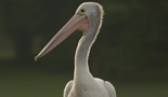 Pelikani: pustinjski nomadi