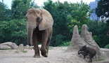 Šaptač slonovima