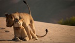 Vanishing Kings: Desert Lions of the Namib