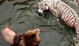 Tigrov napad