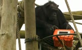 Video: Prvi film kojeg su snimile čimpanze