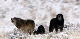 Divlji Yellowstone: Vučica