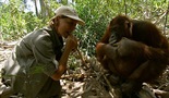 Orangutani - spas u poslednji čas