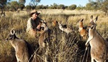 Mladunci kengura