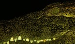 Vodenkonj protiv krokodila