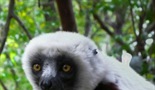 Fantastična stvorenja Madagaskara