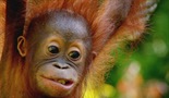 Upoznajte orangutane
