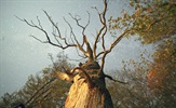 ECOSCOPE: "Tajni život drveća" – besplatna projekcija i panel-diskusija