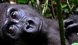 Tajanstvene gorile