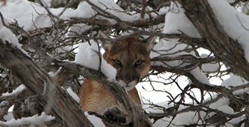 Puma protiv vuka