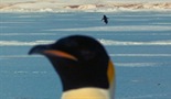 Farsa pingvina