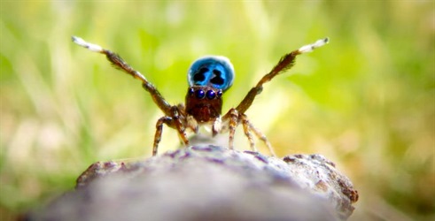 Awkwafina otkriva najmanje heroje na Zemlji u najavi A Real Bug's Life