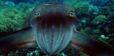 Cuttlefish - The Brainy Bunch