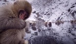 Snježni majmuni -tko je faca, a tko nije