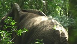 U potrazi za slonovima iz Knisne