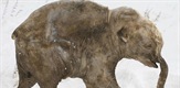 Beba mamut