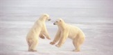 Divlji Arktik