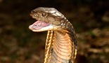 Najsmrtonosnije svetske zmije