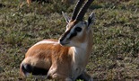 Preživjeti Serengeti