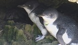 Otok pingvina uz zapadnu obalu Australije