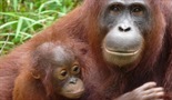 Ostrvo orangutana