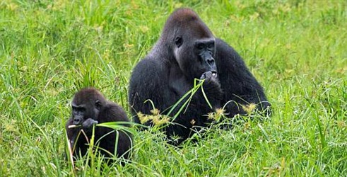 Iskonska šumska pustolovina –među gorilama