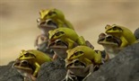Čudesne žabe