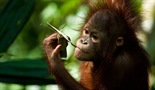 Spašavanje orangutana
