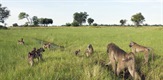 Swamp of the Baboons
