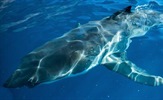Za morske pse rezerviran zadnji vikend u kolovozu na Discovery Channelu