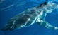 Za morske pse rezerviran zadnji vikend u kolovozu na Discovery Channelu