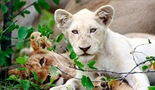 Beli lavovi – Rođeni u divljini