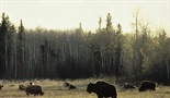 Vukovi i bizoni: Pradavna veza