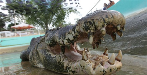 Lov na čudovišnoga krokodila