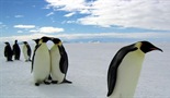 Farsa pingvina