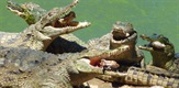 Krokodili i njihov plen