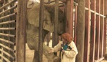 Izvinjenje slonovima