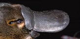 Kljunar - Najčudnija životinja na svetu