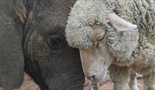Divlji i vunasti – Slon i njegova ovca