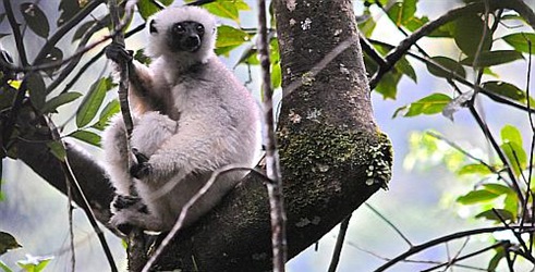 Svet prirode -  lemuri