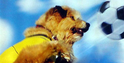 Nogometni pas