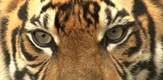 Posljednji tigar Sumatre