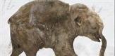 Mladunče mamuta: Smrznuto u vremenu