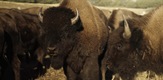 Američki bizon uzvraća udarac