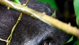 Tajanstvene gorile